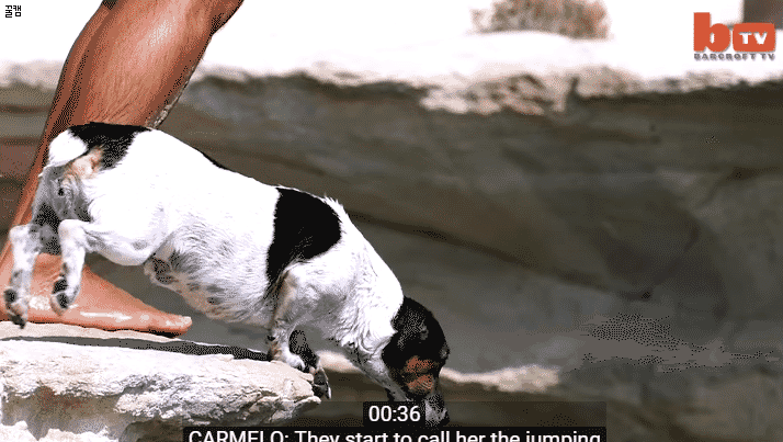 지중해 사는 멍뭉이 .gif | 인스티즈