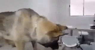 안락사 직전 주인과 신나게 노는 댕댕이.gif | 인스티즈