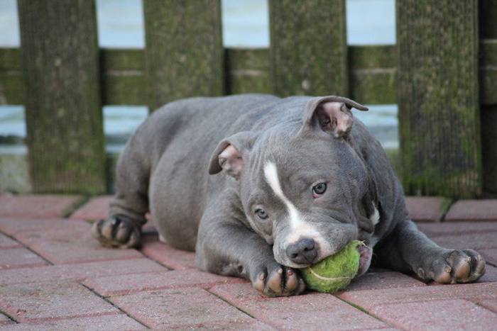 견종 이야기 - 아메리칸 불리 | 인스티즈