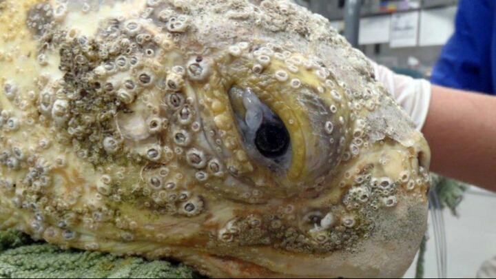 바다거북에 기생하는 따개비 | 인스티즈