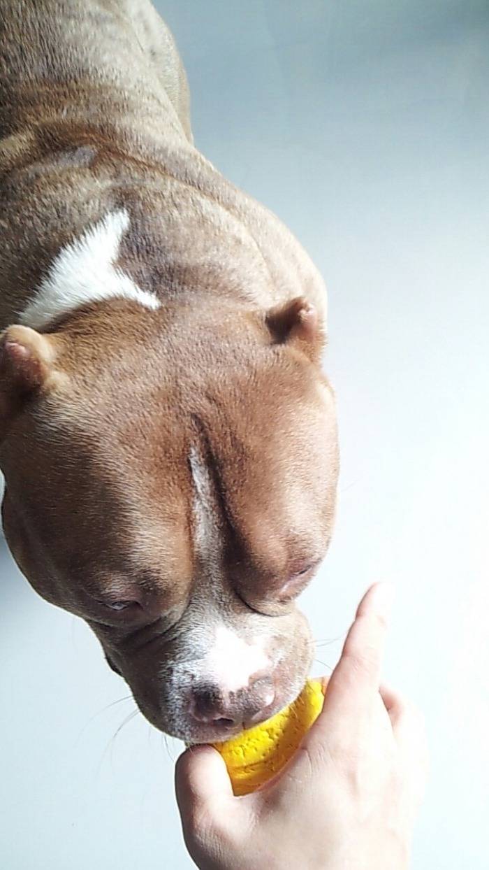 견종 이야기 - 아메리칸 불리 | 인스티즈