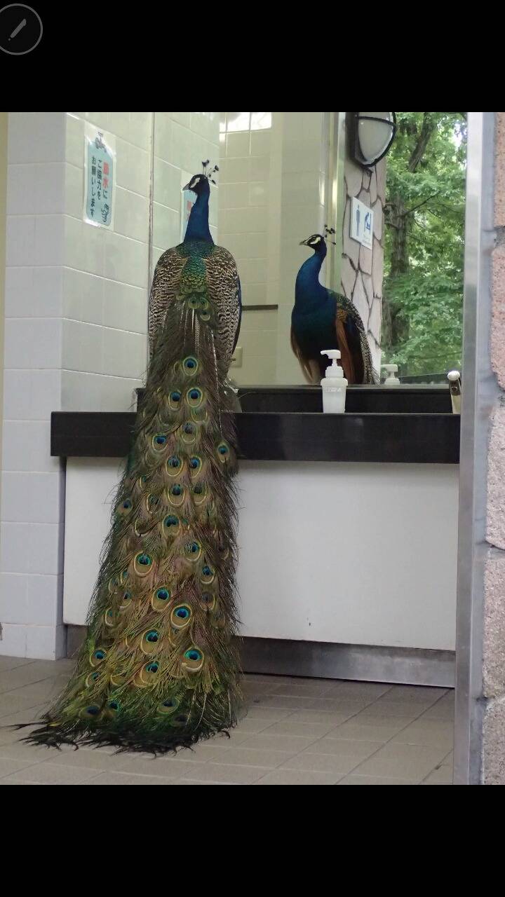 트위터 이것저것 드립 모음 (feat.의정부고 바니걸) | 인스티즈