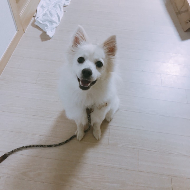 강아지의 다양한 표정을 같이 알아보자! | 인스티즈