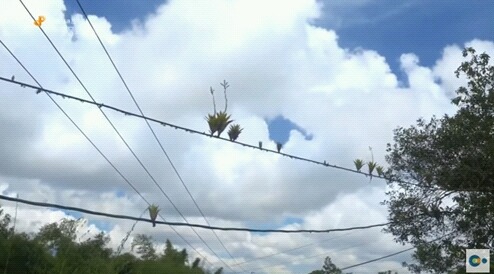 신기한 식물들 ((gif 많음 주의)) | 인스티즈