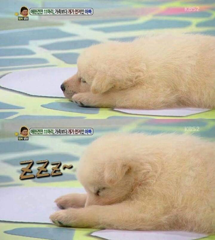방송중 자는 강아지 | 인스티즈