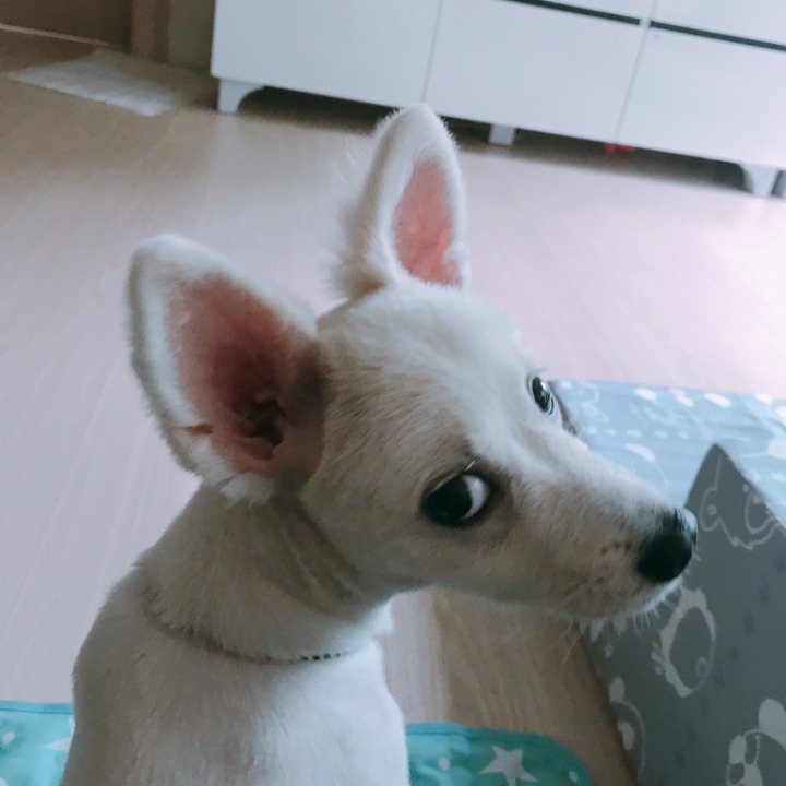 강아지의 다양한 표정을 같이 알아보자! | 인스티즈