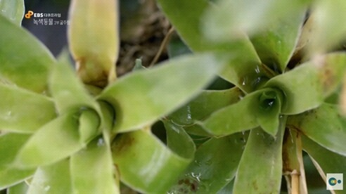 신기한 식물들 ((gif 많음 주의)) | 인스티즈