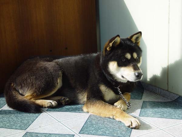 진돗개 6종중에서 분양가 제일비싼종 JPG (진돗개 군견탈락의 이유 ㅎㄷㄷㄷ) | 인스티즈