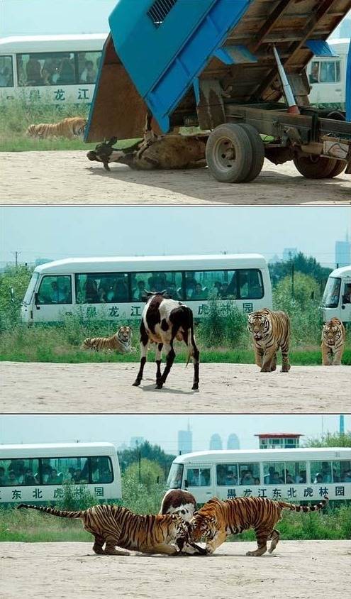 중국,인도네시아,북한의 동물원 (혐오주의) | 인스티즈