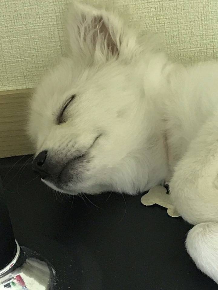 강아지의 다양한 표정을 같이 알아보자! | 인스티즈