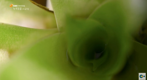 신기한 식물들 ((gif 많음 주의)) | 인스티즈