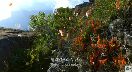 신기한 식물들 ((gif 많음 주의)) | 인스티즈