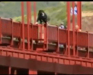 금문교에서 뛰어내리는 사람들 (자료주의) | 인스티즈