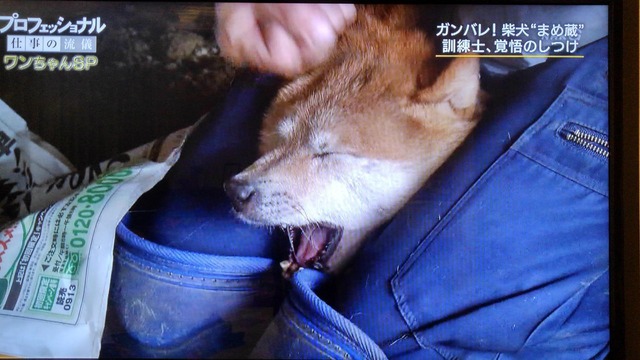 안락사 전 최후의 수단 | 인스티즈