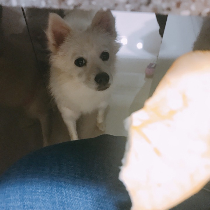 강아지의 다양한 표정을 같이 알아보자! | 인스티즈