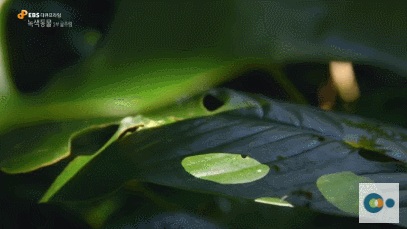 신기한 식물들 ((gif 많음 주의)) | 인스티즈