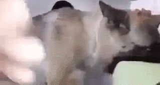 안락사 직전 주인과 신나게 노는 댕댕이.gif | 인스티즈