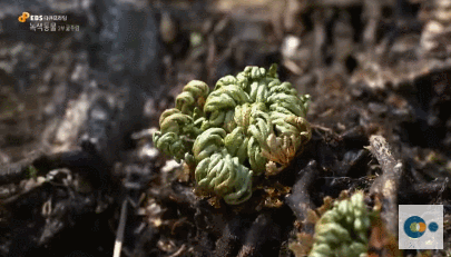 신기한 식물들 ((gif 많음 주의)) | 인스티즈