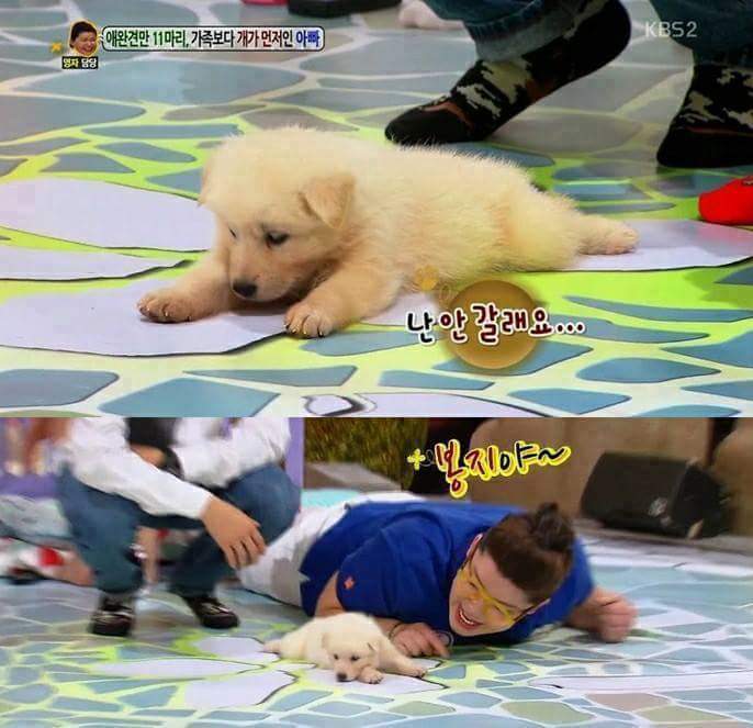 방송중 자는 강아지 | 인스티즈