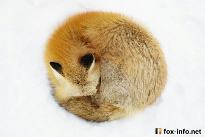 여우들이 자는 법.jpg | 인스티즈