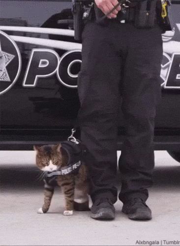 경찰묘가 없는 이유.gif | 인스티즈