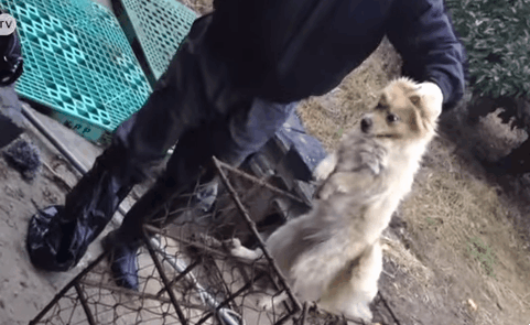 미국인이 찍은 우리나라 개 도살 장면 GIF (혐오주의) | 인스티즈