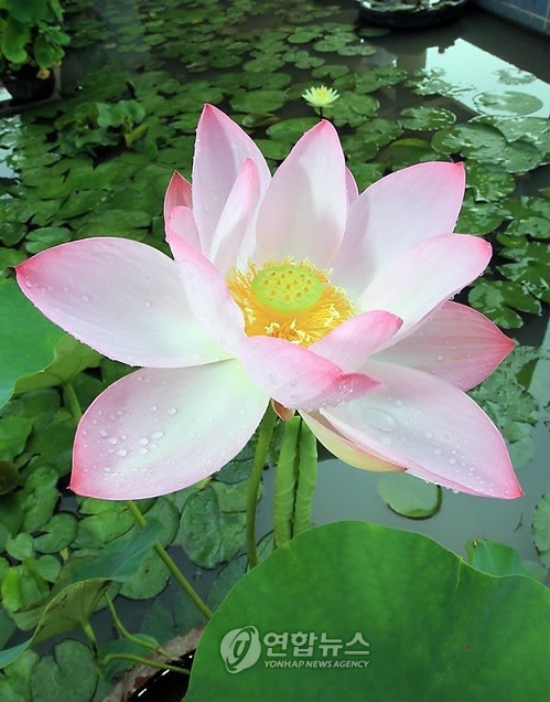 700년전 고려시대 연꽃 .jpg | 인스티즈