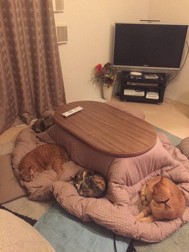 코타츠에 들어갈 수 없는 이유.twt | 인스티즈