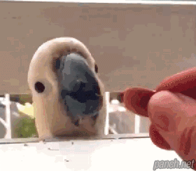 허탈한 앵무새 | 인스티즈