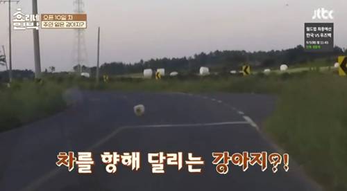 [효리네민박] 길에서 만난 강아지. jpgif | 인스티즈