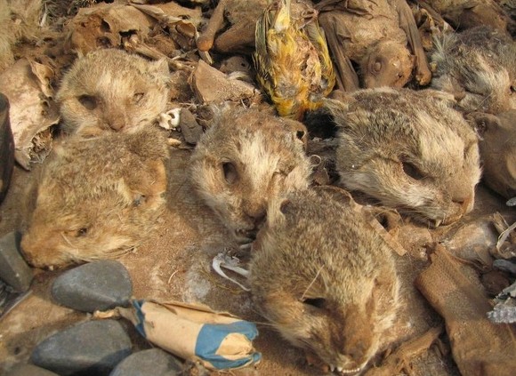 CNN이 선정한 세계 7대 소름돋는 장소 (혐오주의) | 인스티즈