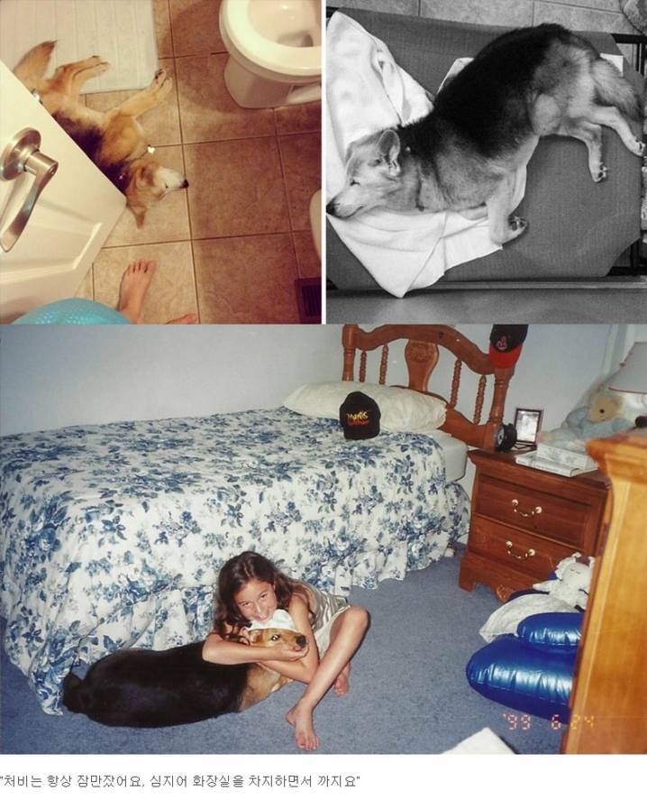 반려견과의 만남과 이별 과정.jpg | 인스티즈