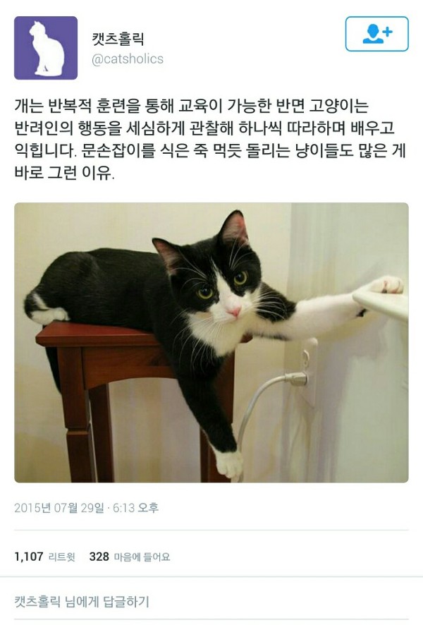 고양이는 집사의 행동을 따라하며 배운다.twt | 인스티즈