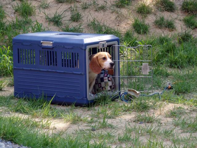 동물실험을 마친 비글들이 처음 잔디밭을 밟는 모습ㅠㅠ (우리나라야!!) | 인스티즈