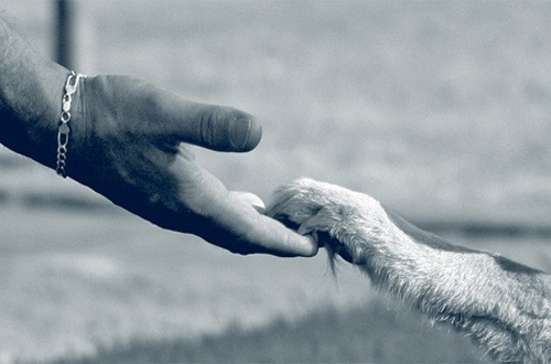 반려동물키우시는 사람은 각호해야할 "펫로스 증후군" | 인스티즈