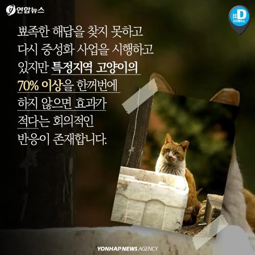 북한산을 접수한 고양이들...jpg | 인스티즈