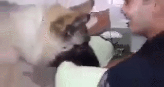 안락사 직전 주인과 신나게 노는 댕댕이.gif | 인스티즈