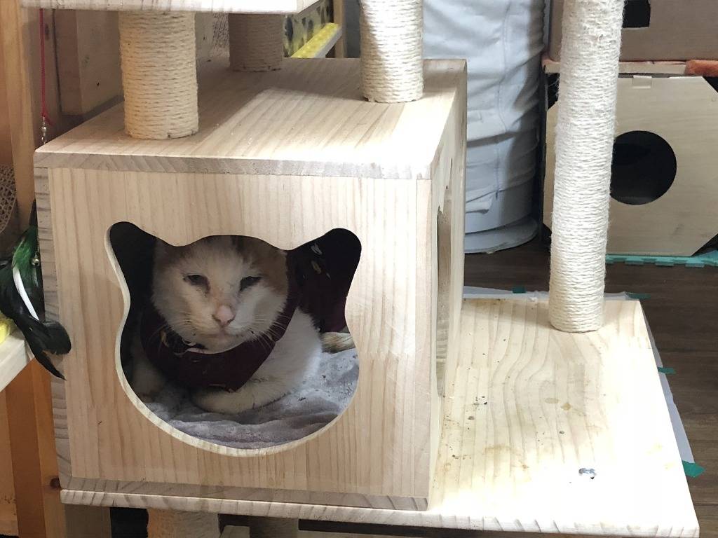 길고양이 “나비” 의 그 후 | 인스티즈