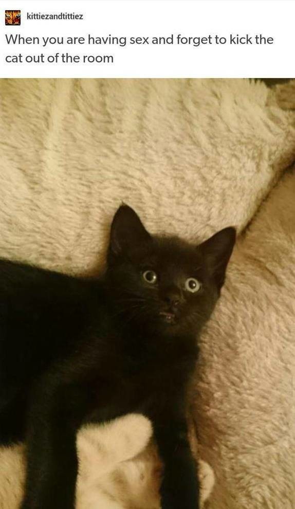 ㅅㅅ하기전에 고양이 내보내는걸 깜빡함 | 인스티즈