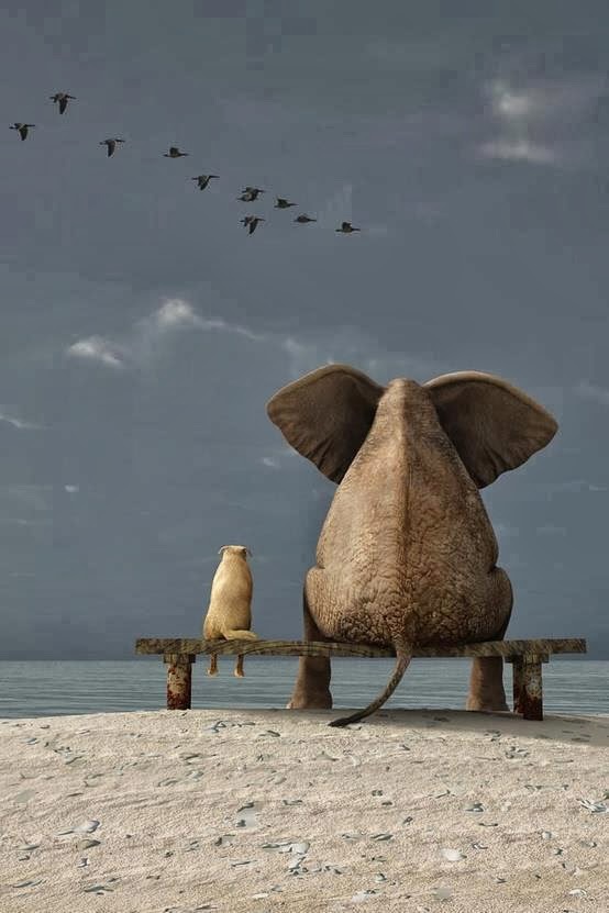 댕댕이와 코끼리 | 인스티즈