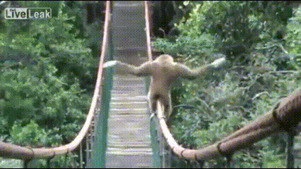 다리 건너는 원숭이.gif | 인스티즈