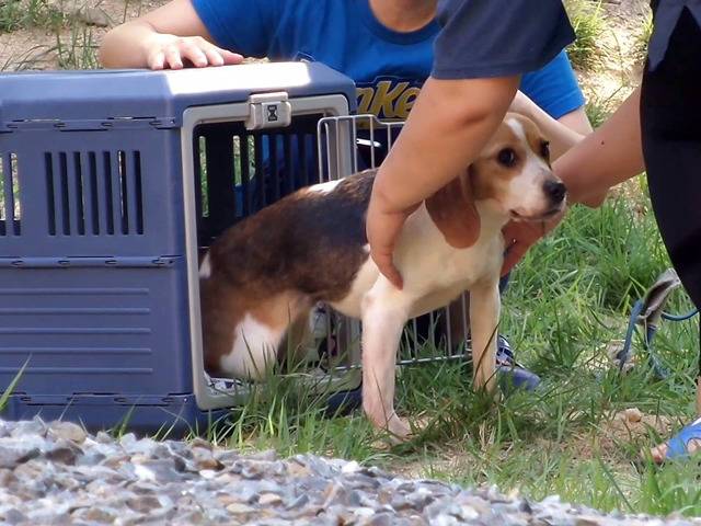 동물실험을 마친 비글들이 처음 잔디밭을 밟는 모습ㅠㅠ (우리나라야!!) | 인스티즈