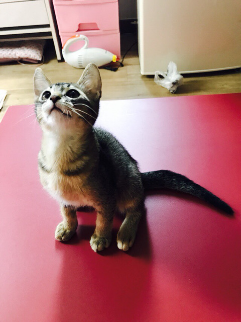 특이한 행동하는 내 반려동물 사진을 올려보자! (상황 설명도) | 인스티즈