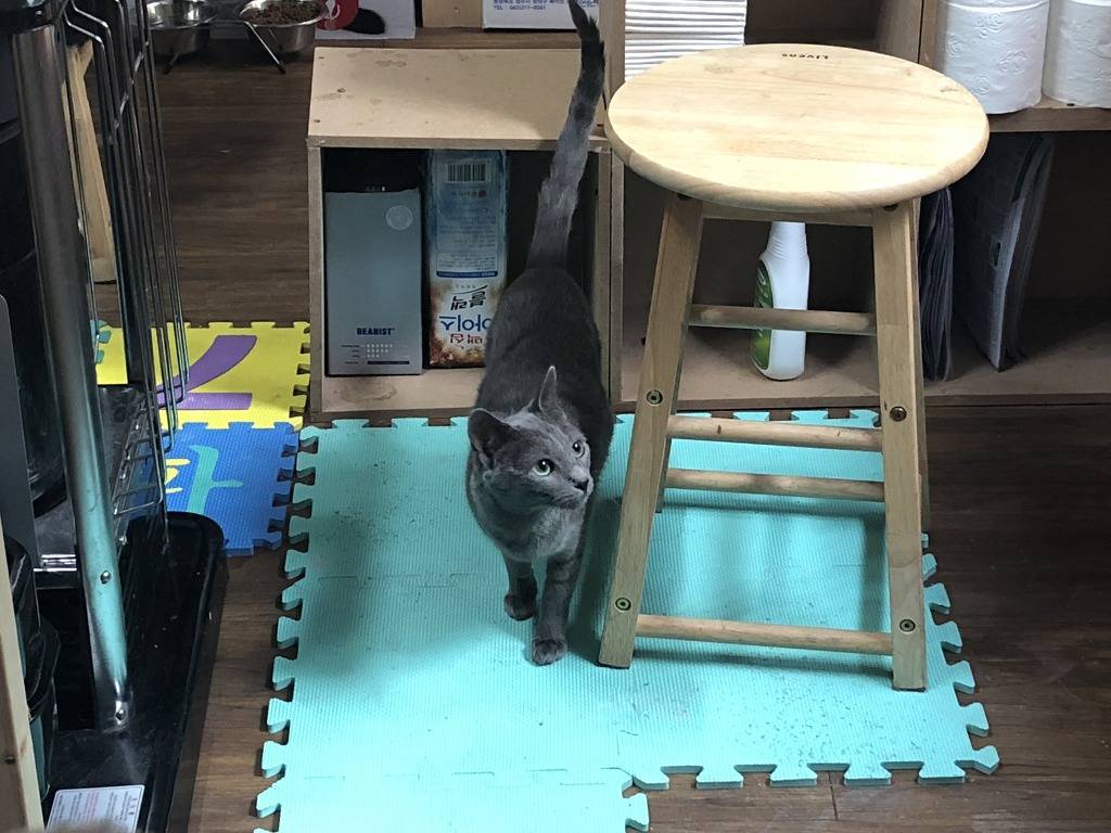 길고양이 “나비” 의 그 후 | 인스티즈