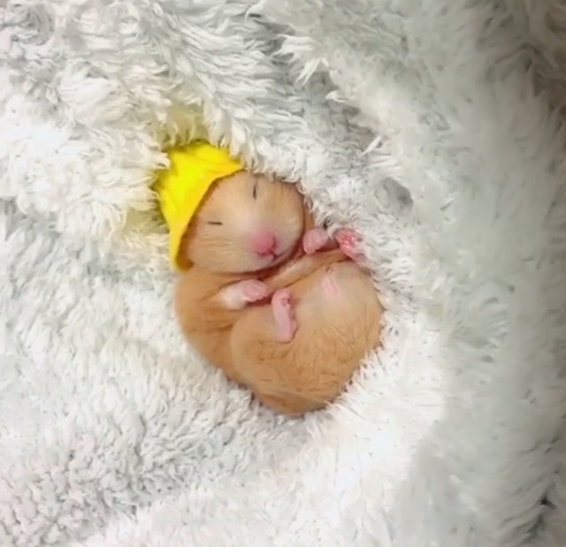 세상모르고자는 햄스터 | 인스티즈