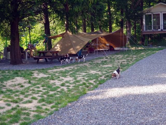 동물실험을 마친 비글들이 처음 잔디밭을 밟는 모습ㅠㅠ (우리나라야!!) | 인스티즈
