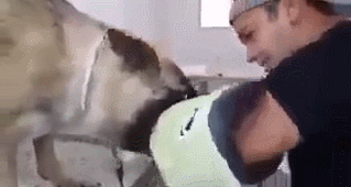 안락사 직전 주인과 신나게 노는 댕댕이.gif | 인스티즈