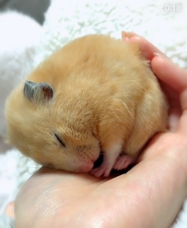 세상모르고자는 햄스터 | 인스티즈