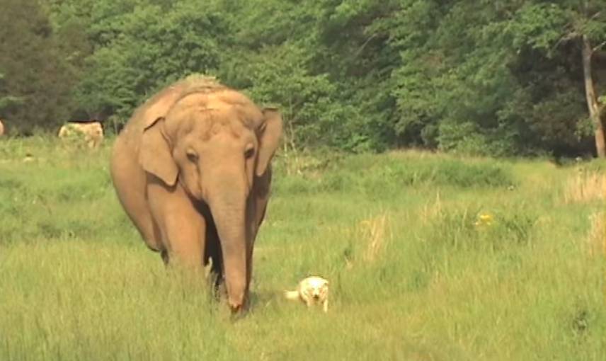댕댕이와 코끼리 | 인스티즈