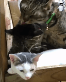 실천하는 내리사랑.gif | 인스티즈